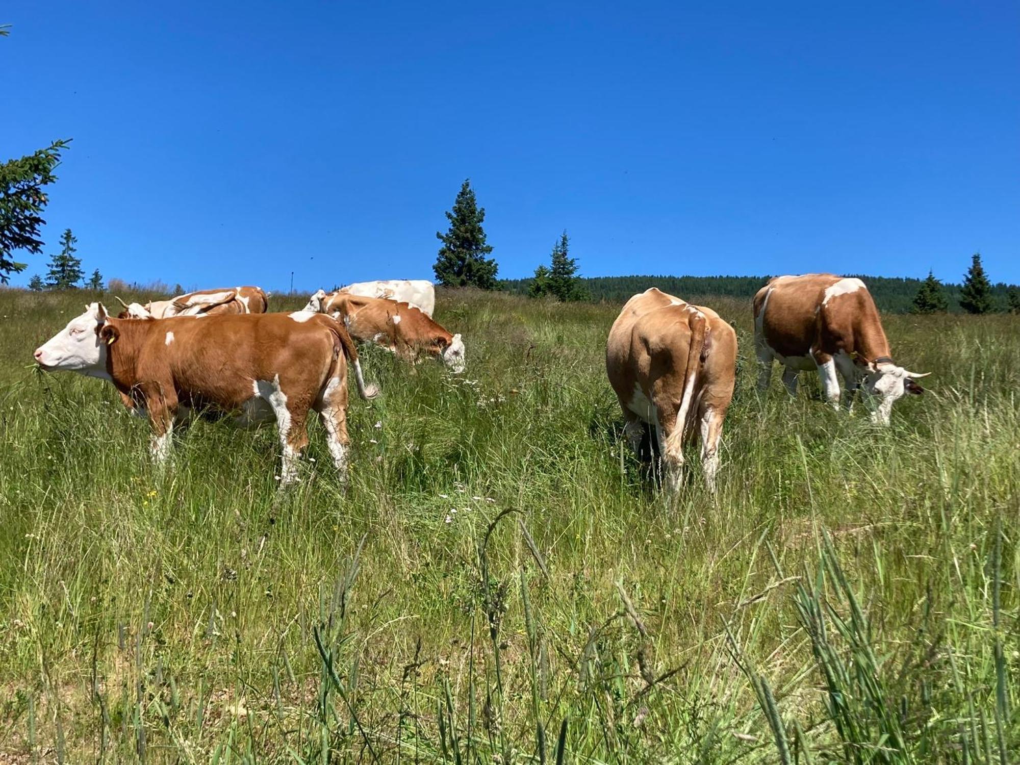 Feriendorf Koralpe Alpenrose Frantschach Экстерьер фото